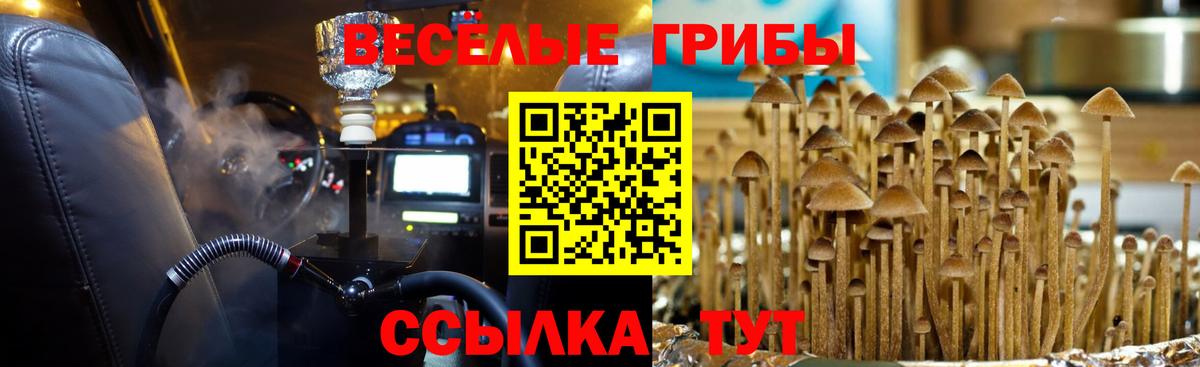 Псилоцибиновые грибы прущие грибы  Вход с VPN  Галлюциногенные грибы Cubensis  Большой Камень 